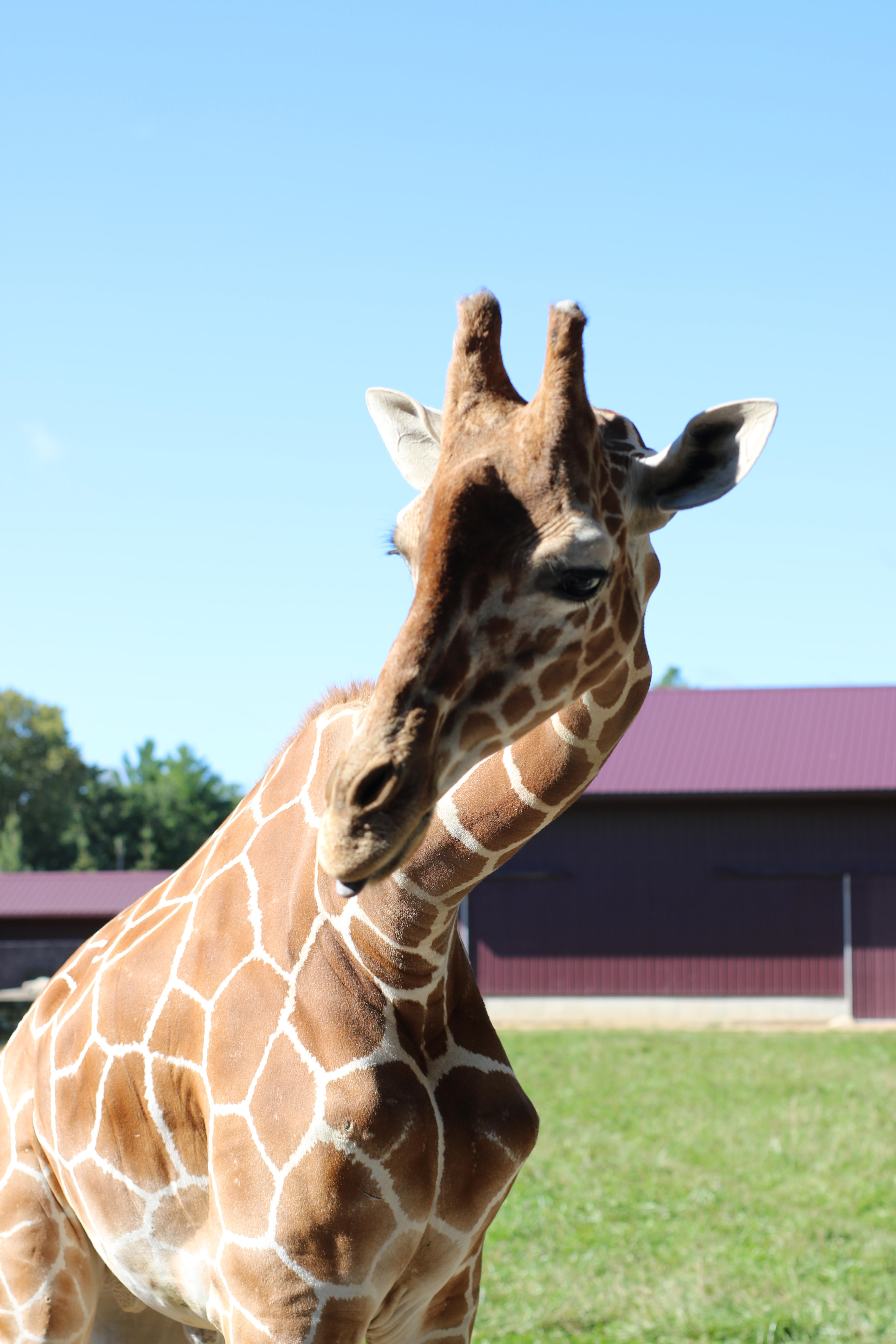 Photo taken of a giraffe